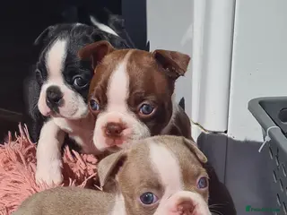 Boston Terrier dogs Boston terrier puppies - Advert 17