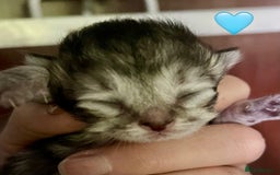 Siberian cats for sale: Hypoallergenic, fluffy, purebred healthy Siberians - Image 15