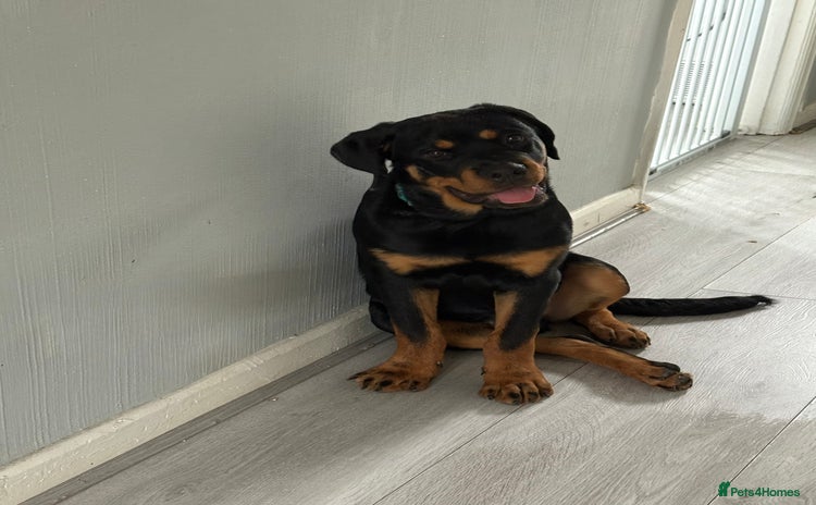 Rottweiler dogs - Advert 2