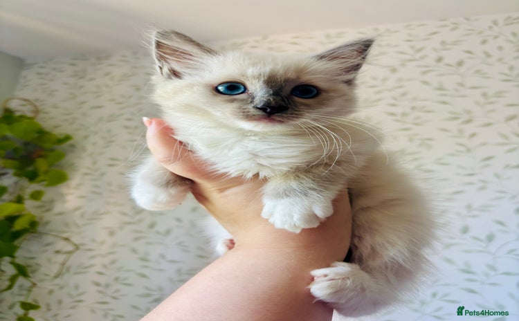 Ragdoll cats - Advert 13
