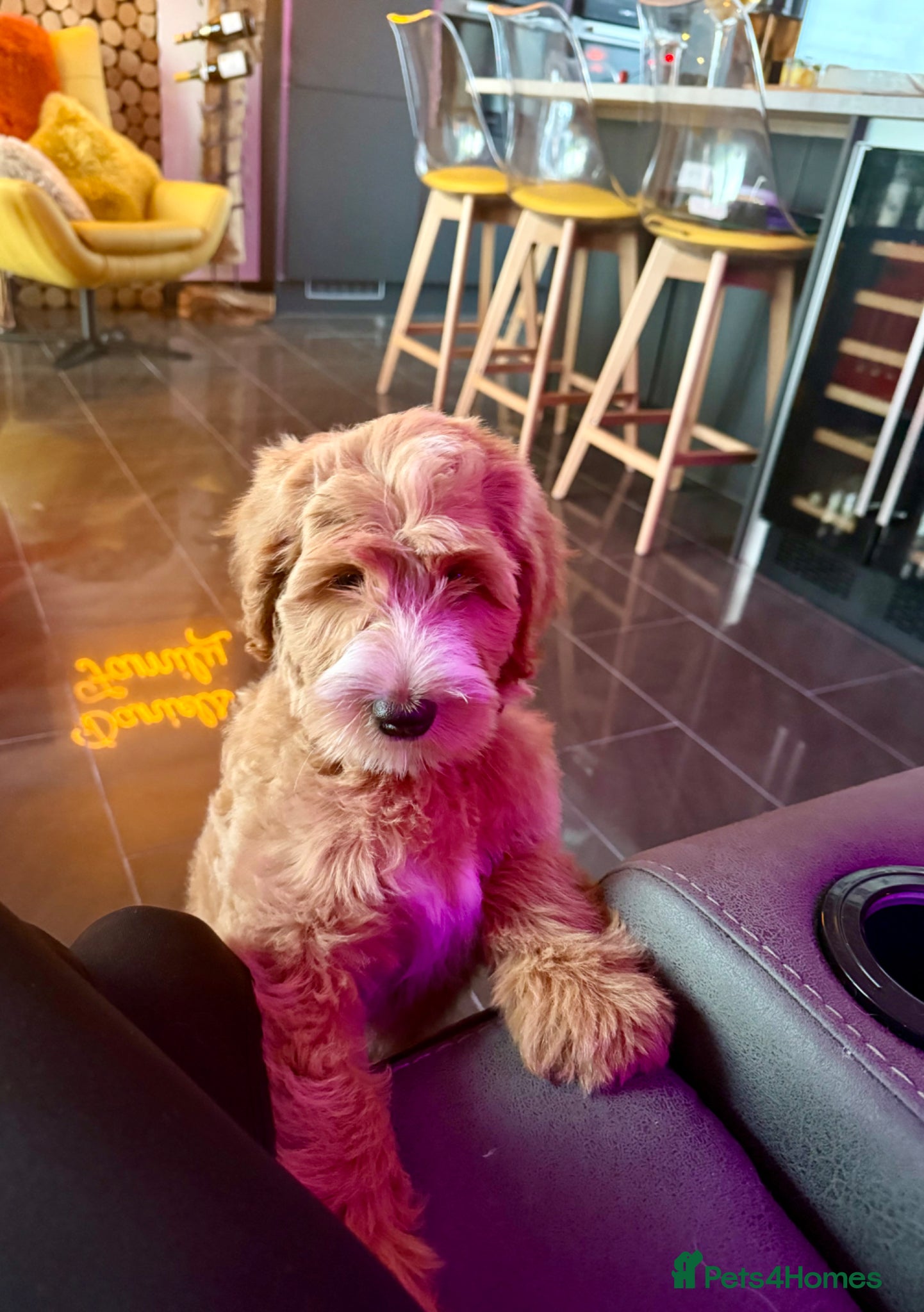 Australian Labradoodle dogs 1 PUP AVAILABLE  - Advert 2