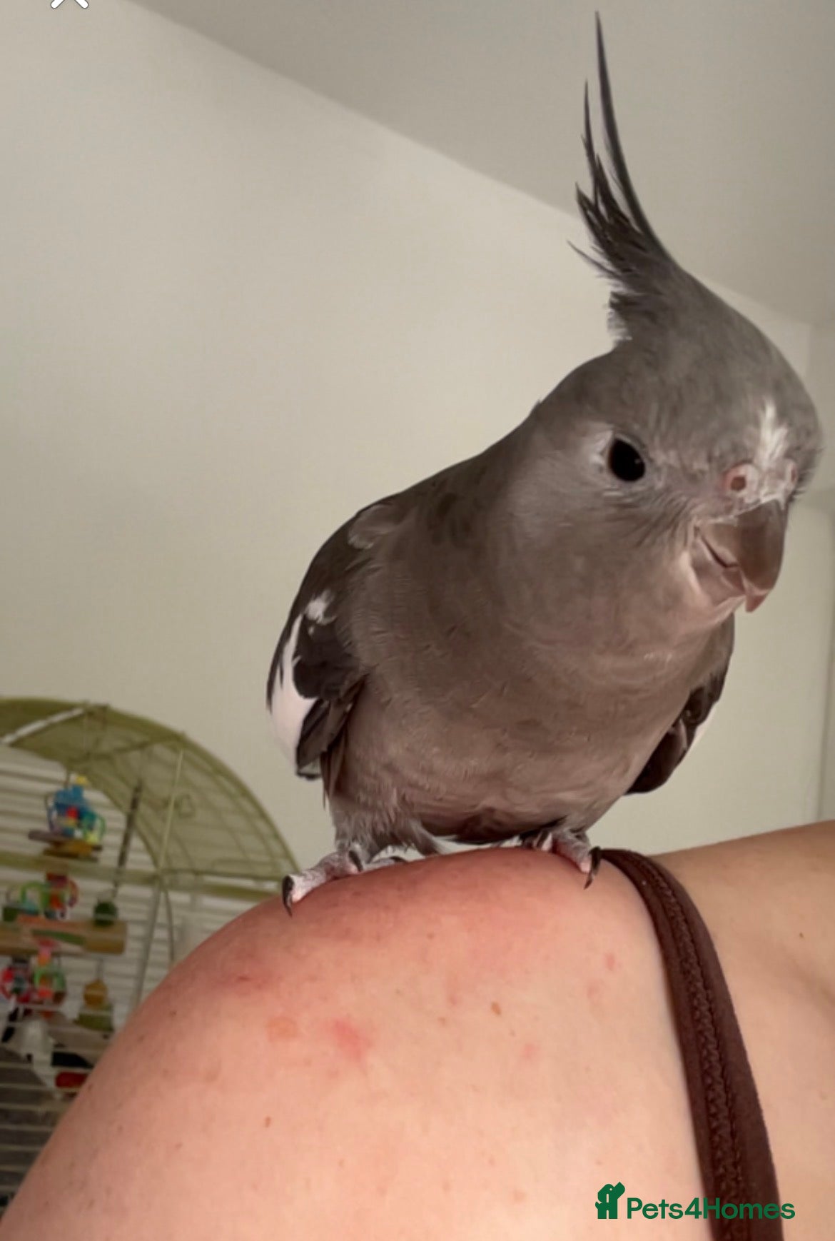 Cockatiels birds Cockatiel for sale - Advert 14