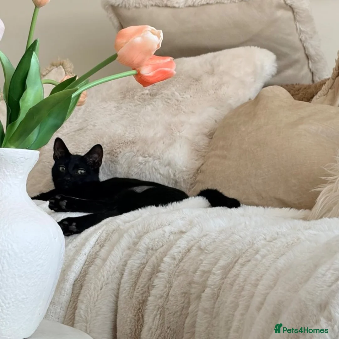 Domestic Shorthair cats for adoption: Maya, approx 6 month old kitten  - Advert 4