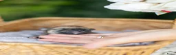 Japanese Shiba Inu dogs for sale: Rare Black Sesame Shiba | Japanese Bloodlines - Advert 5
