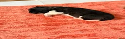 Akita dogs for sale: KC REGISTERED AKITA BEARS.  - Advert 9