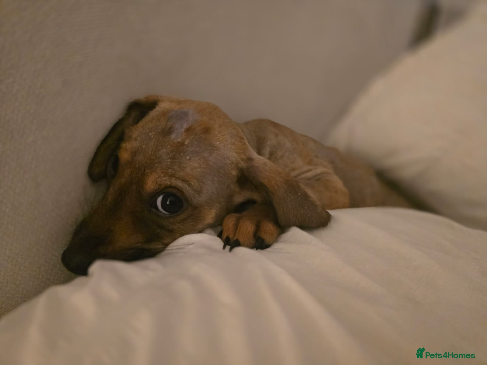 Mixed Breed dogs Krissie  - Advert 1