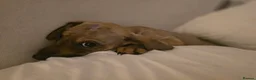 Mixed Breed dogs for adoption: Krissie  - Advert 1