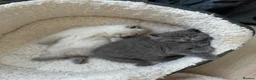 Scottish Fold cats for sale: Beautiful Scottish Fold Kittens - Advert 4