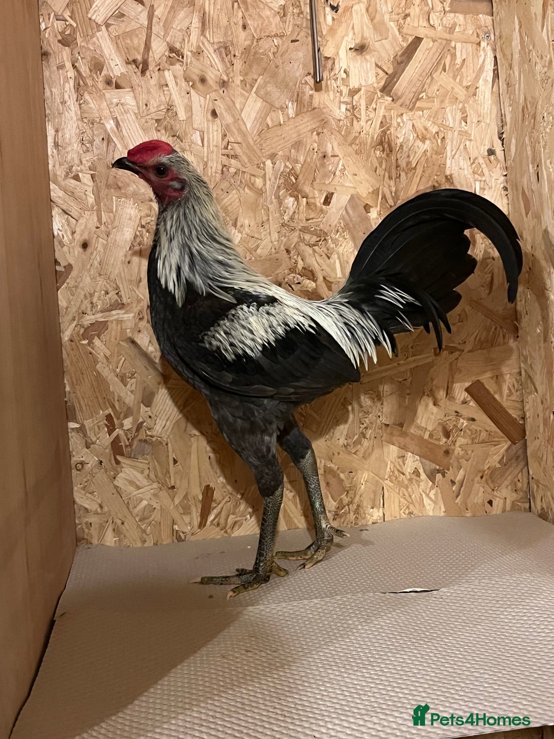 Chickens poultry for sale: Gray old English game (Carlisle)  - Advert 2