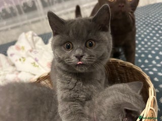 British Shorthair cats - Advert 1