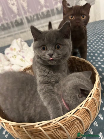 British Shorthair cats - Advert 14