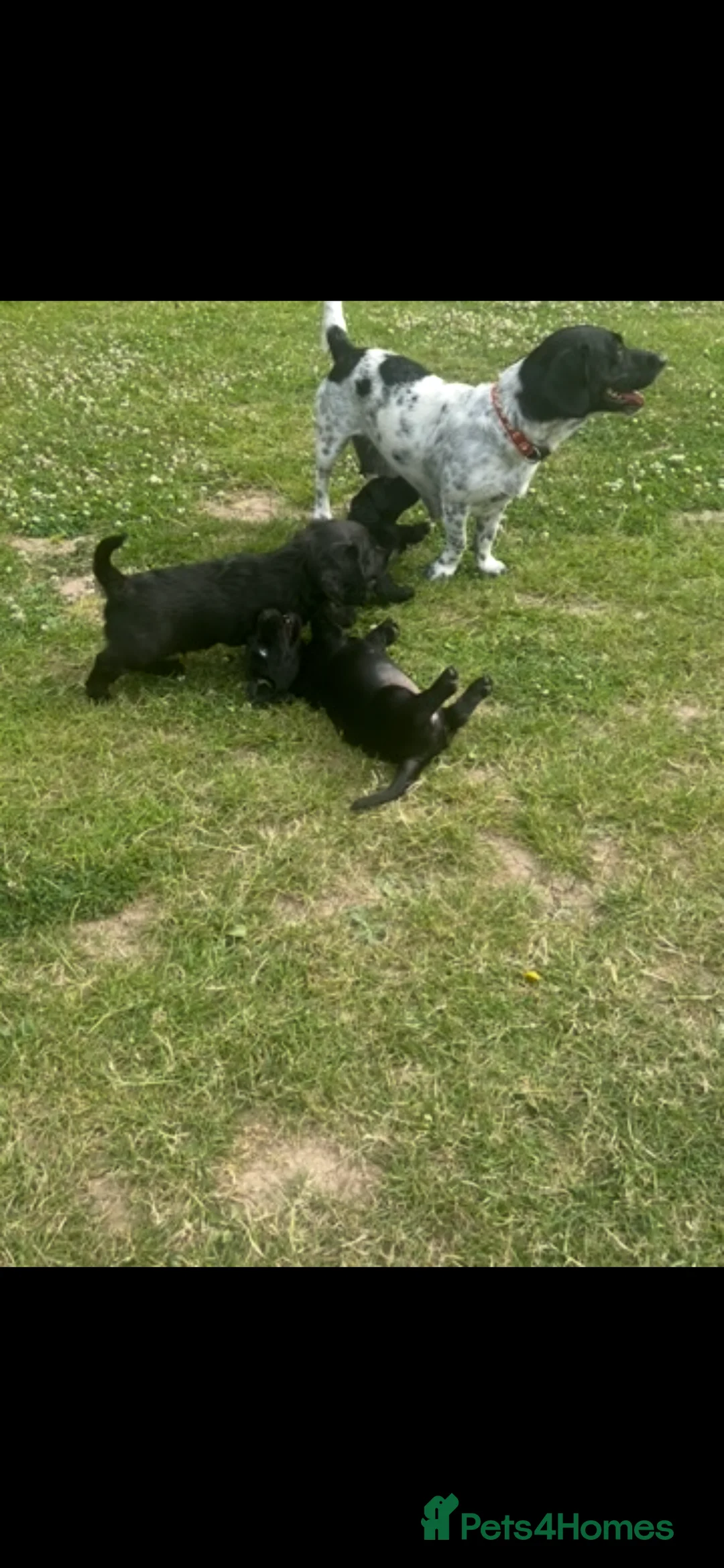 Mixed Breed dogs for sale: Looking for home  - Advert 12