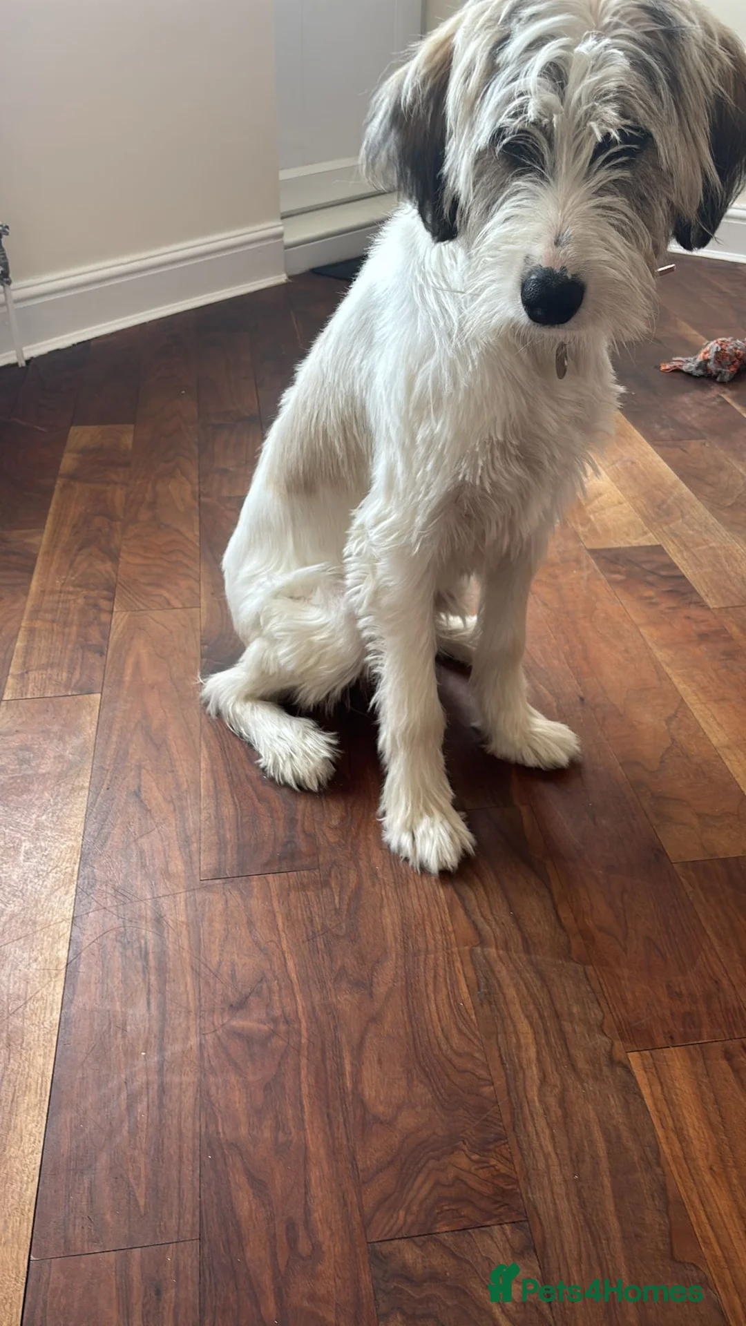 Mixed Breed dogs for adoption: RAYNA - Advert 4