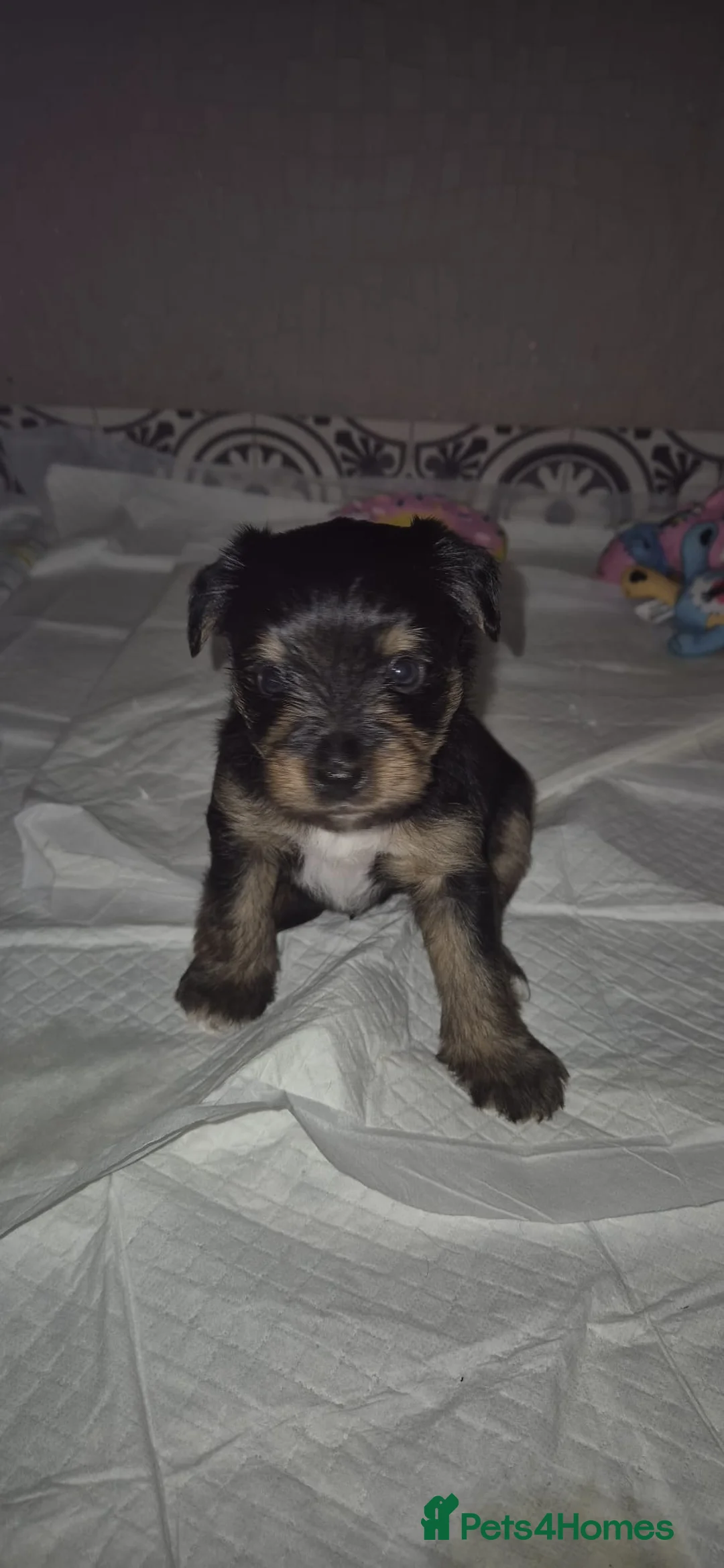 Mixed Breed dogs for sale: Yorkshire terrier mix brider - Advert 13