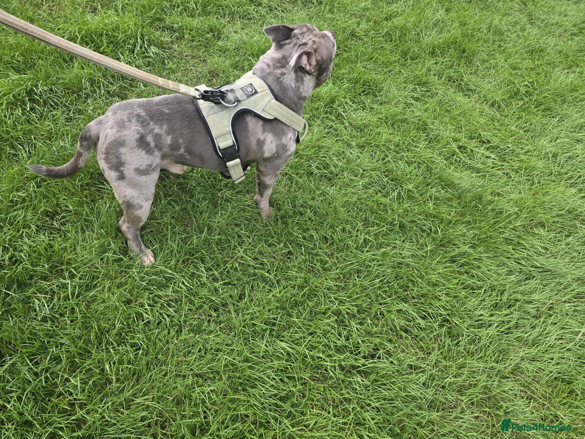 American Bully dogs for sale: American pocket bully male  - Advert 3