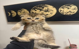 British Shorthair cats for sale: British rainbow shorthair kittens - Image 11