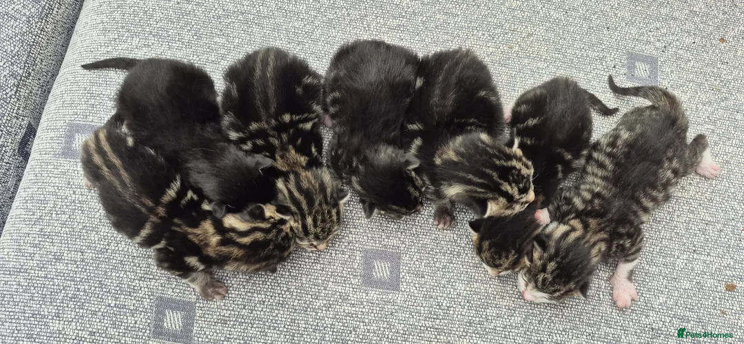 Mixed Breed cats for sale: Beautiful Tame Friendly Kittens for sale - Advert 3