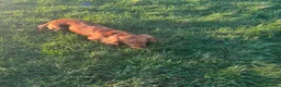 Cocker Spaniel dogs for sale: Young cocker spaniel  in Redditch - Advert 4