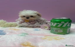 Maltipoo dogs for sale: Luxury Korean F1b maltipoos 😍🐶🐾 - Image 8