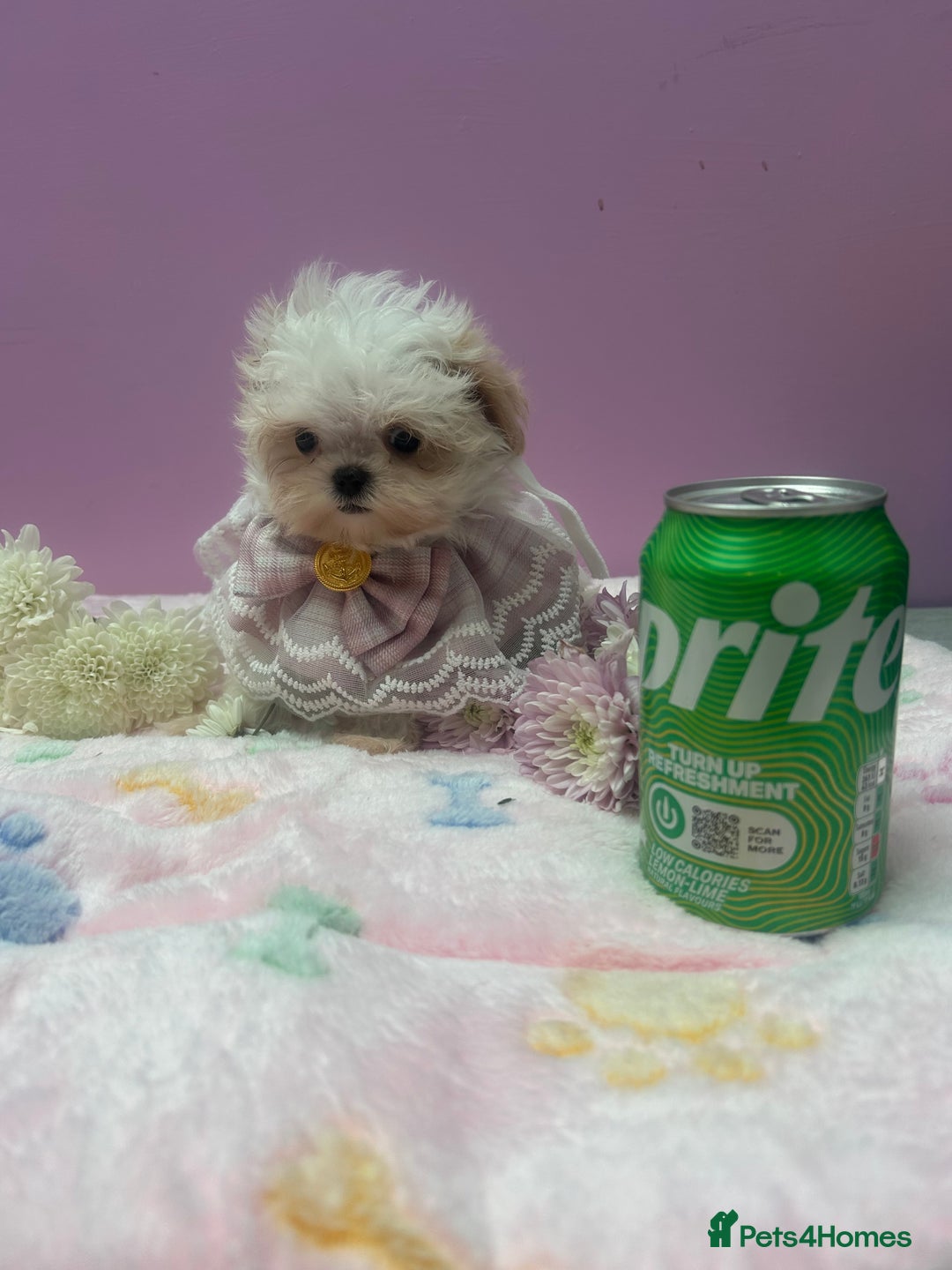 Maltipoo dogs for sale: Luxury Korean F1b maltipoos 😍🐶🐾 - Image 8