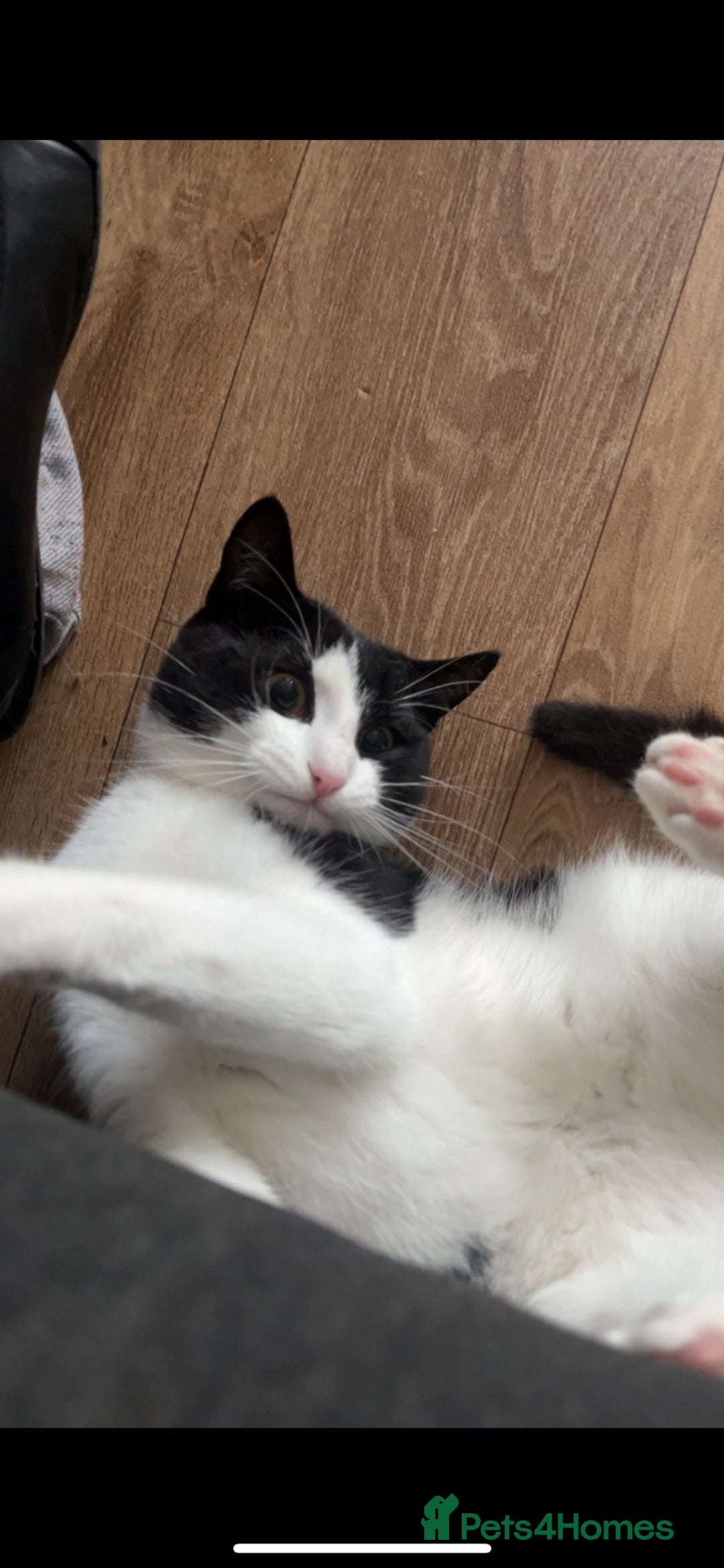 British Shorthair cats for sale: REHOMING indoor 2yr old cat - Advert 2