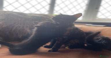 Mixed Breed cats - Advert 9