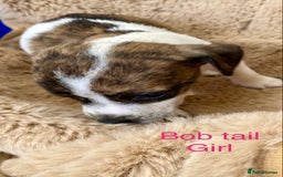 Jack Russell dogs for sale: Bob tail jacks  - Image 8