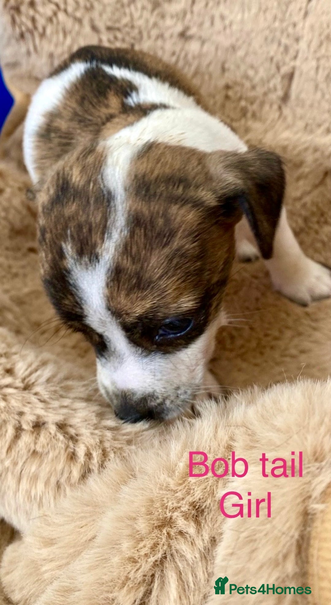 Jack Russell dogs for sale: Bob tail jacks  - Image 8