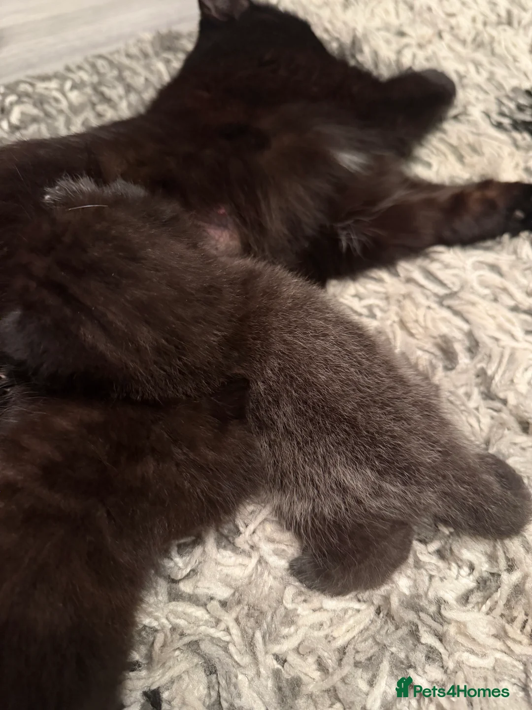 Domestic Shorthair cats for sale: 1 female & 1 male domestic shorthair kittens  - Advert 2
