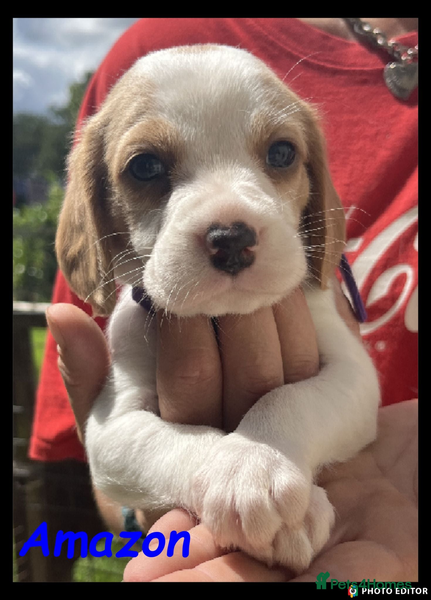Beaglier dogs for sale: Beautiful Beaglier Bundles 🌸 - Advert 1