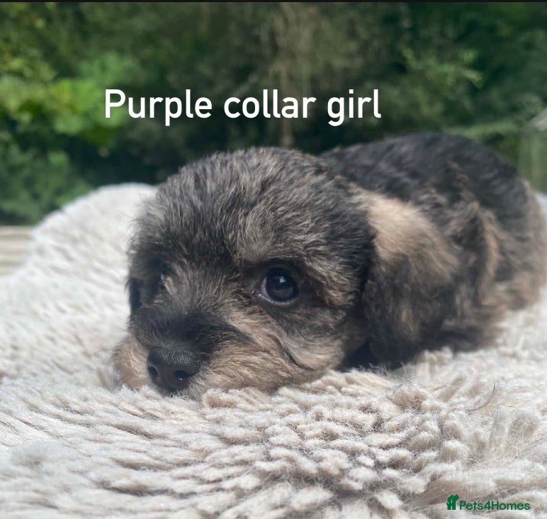 Schnoodle dogs F1 Toy Schnoodles (just 2 girls available)  - Advert 9