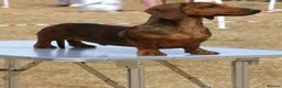 Miniature Dachshund dogs for stud: Kc reg pra clear red brindle mini smooth  - Advert 2