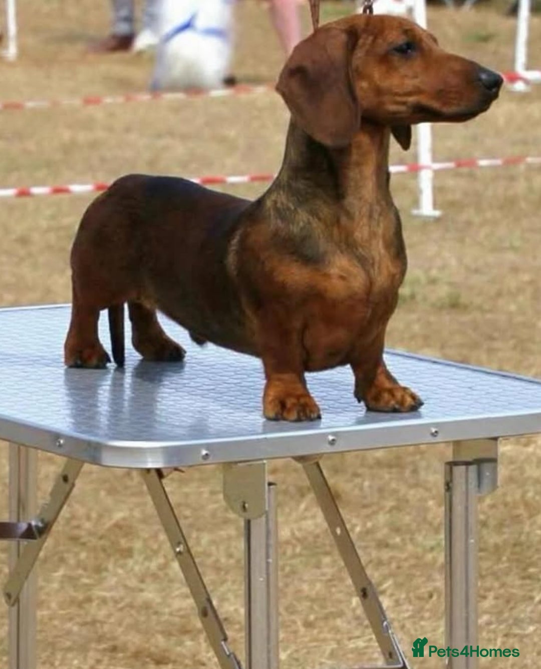 Miniature Dachshund dogs for stud: Kc reg pra clear red brindle mini smooth  - Advert 2