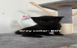 British Shorthair cats for sale: British shorthair black/2point - Image 6
