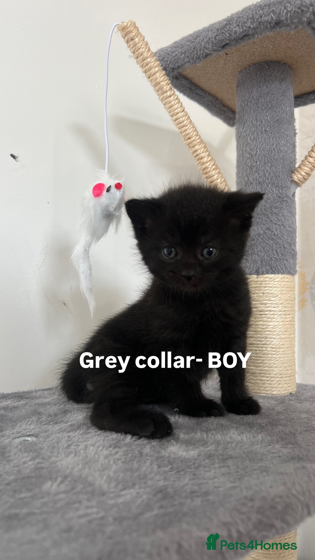 British Shorthair cats for sale: British shorthair black/2point - Image 6