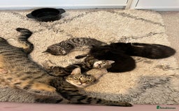 Mixed Breed cats for sale: Beautiful Kittens – Health Checked & Chipped - Image 13