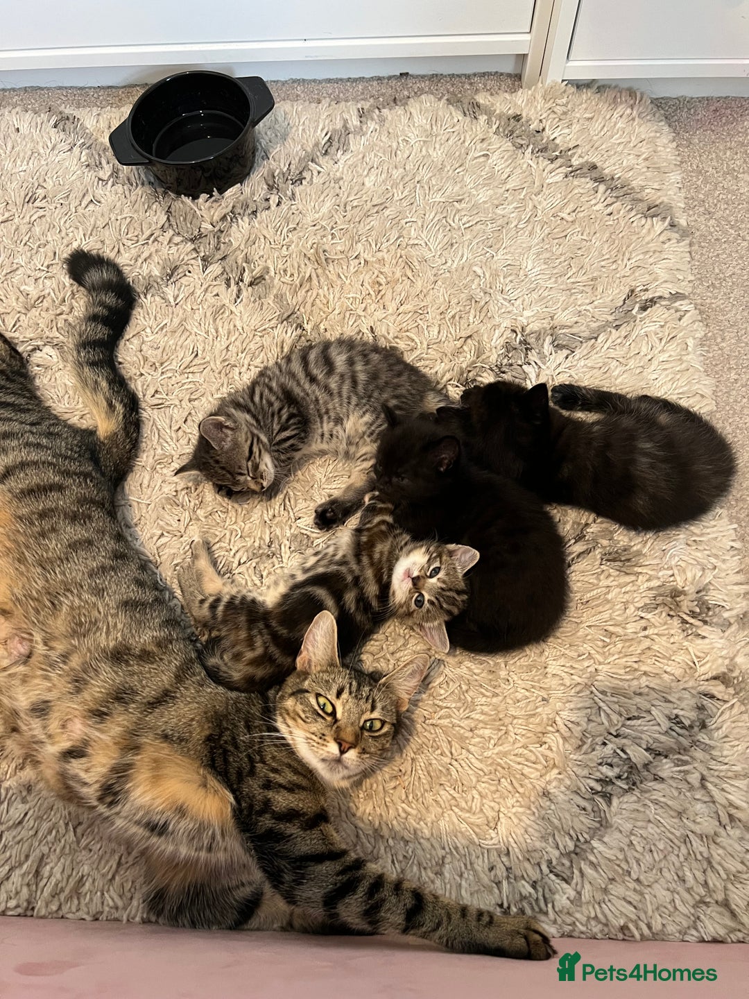 Mixed Breed cats for sale: Beautiful Kittens – Health Checked & Chipped - Image 13