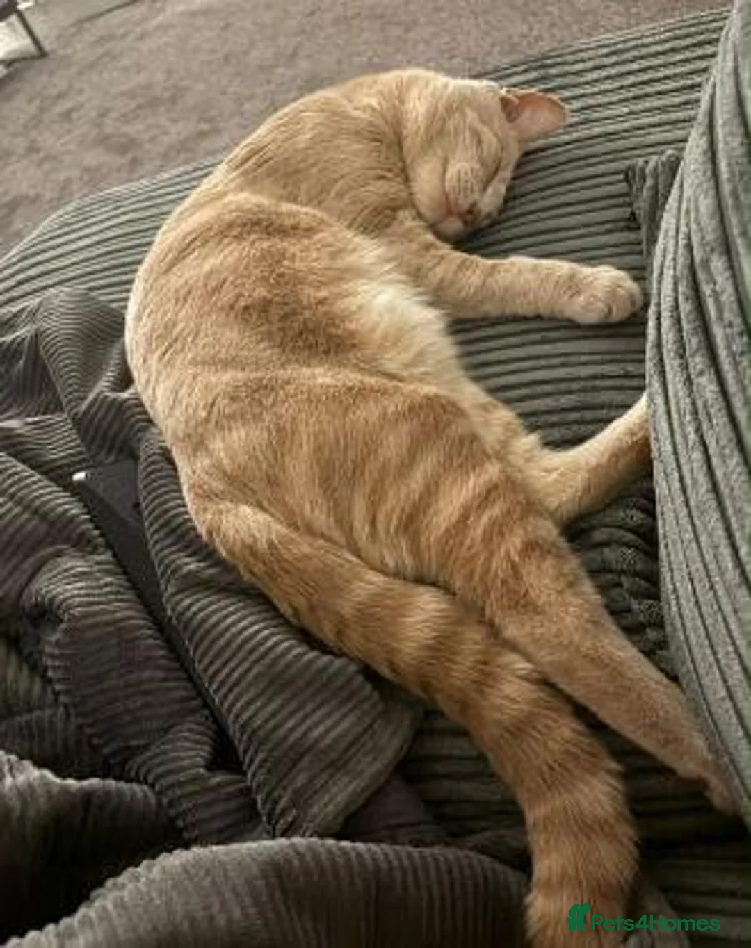 Mixed Breed cats for adoption: WOBBLY WILL - Advert 2