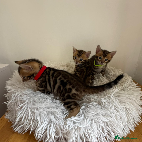 Bengal cats Luxury 5-Generation-Pegree Bengal Kittens in Blackburn - Advert 4