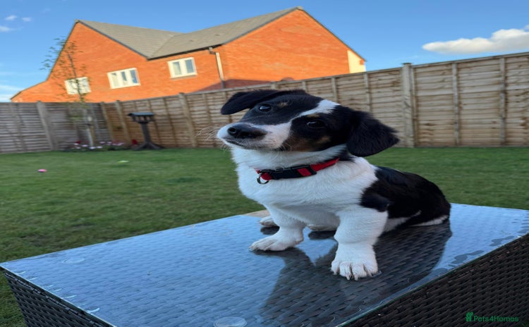 Mixed Breed dogs - Advert 1