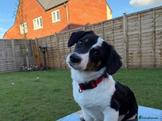 Mixed Breed dogs - Advert 1