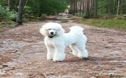 Standard Poodle dogs for sale: Standard poodle  - Image 6