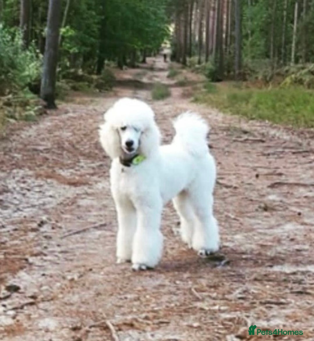 Standard Poodle dogs for sale: Standard poodle  - Image 6