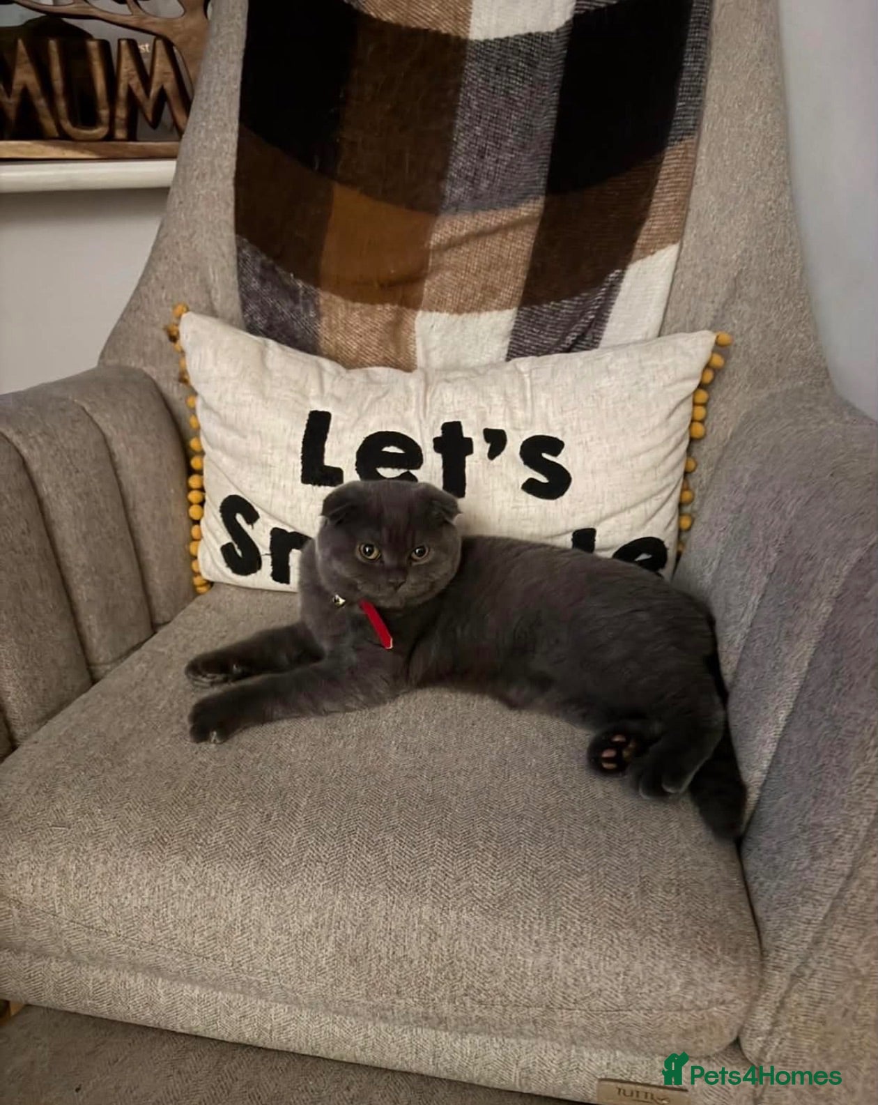 Scottish Fold cats 2 year old Scottish fold girl  - Advert 6