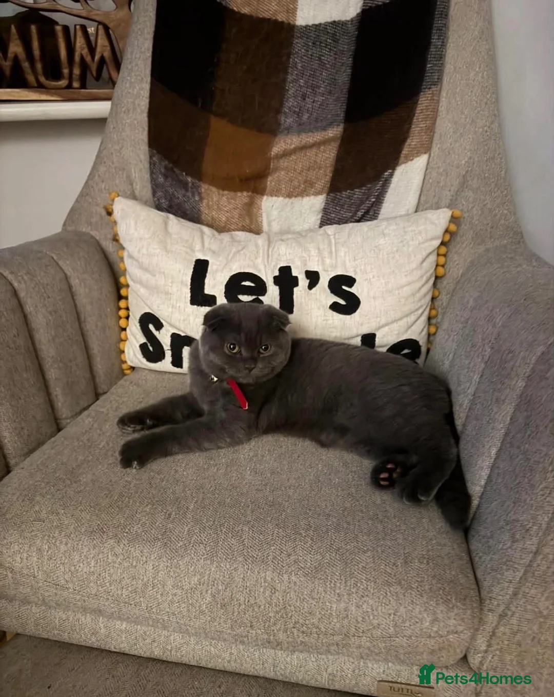 Scottish Fold cats for sale: 2 year old Scottish fold girl  - Advert 1