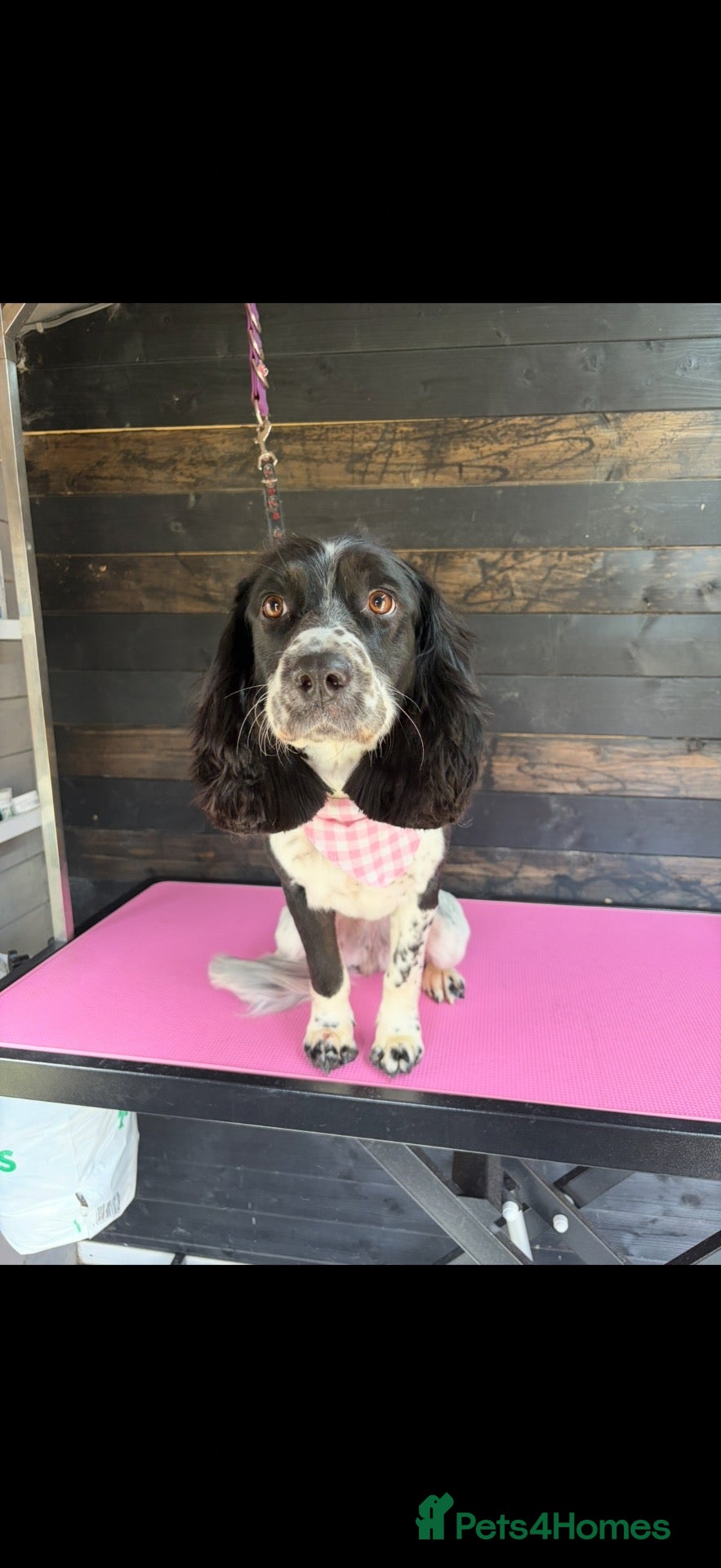 Sprocker dogs 3 year old female sprocket spaniel  - Advert 2