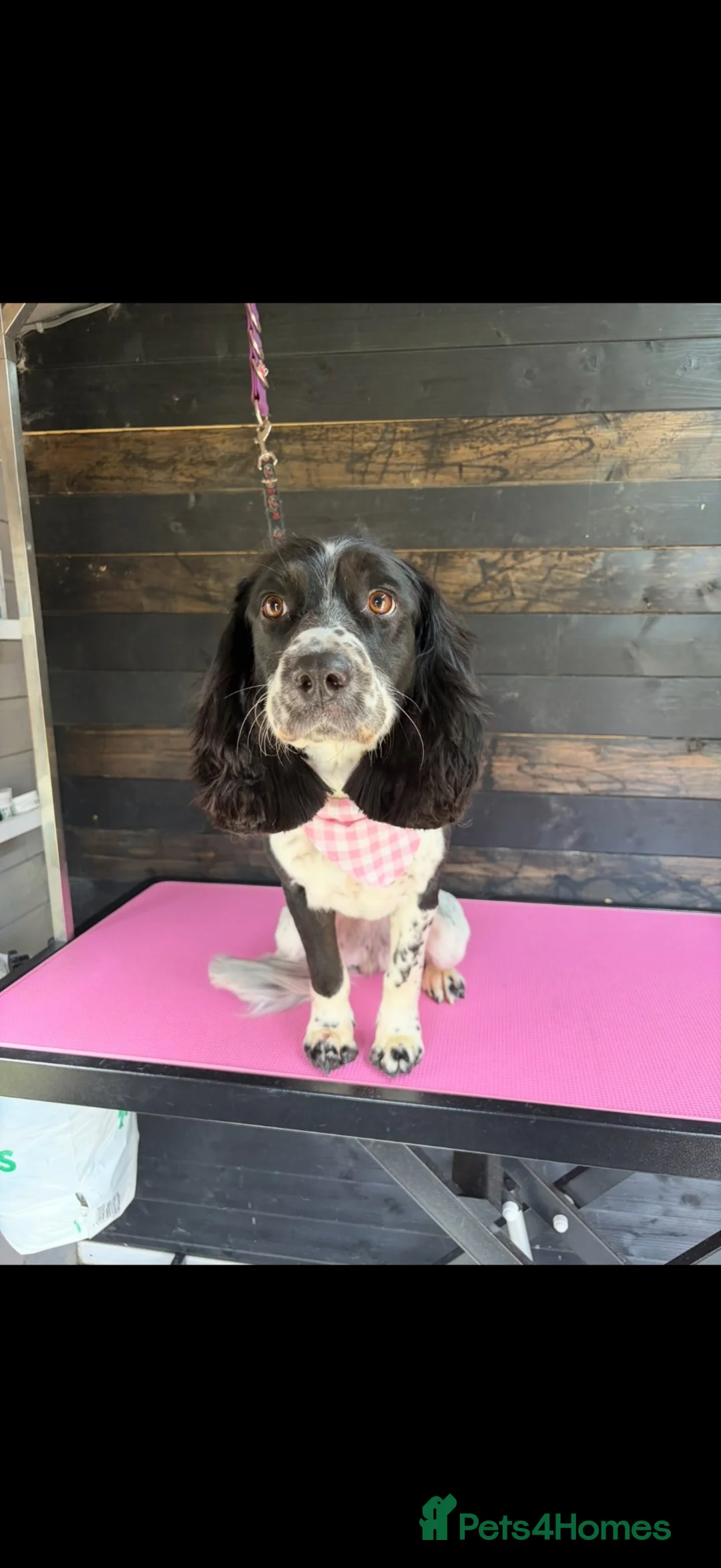 Sprocker dogs for sale: 3 year old female sprocket spaniel  in Braintree - Advert 1
