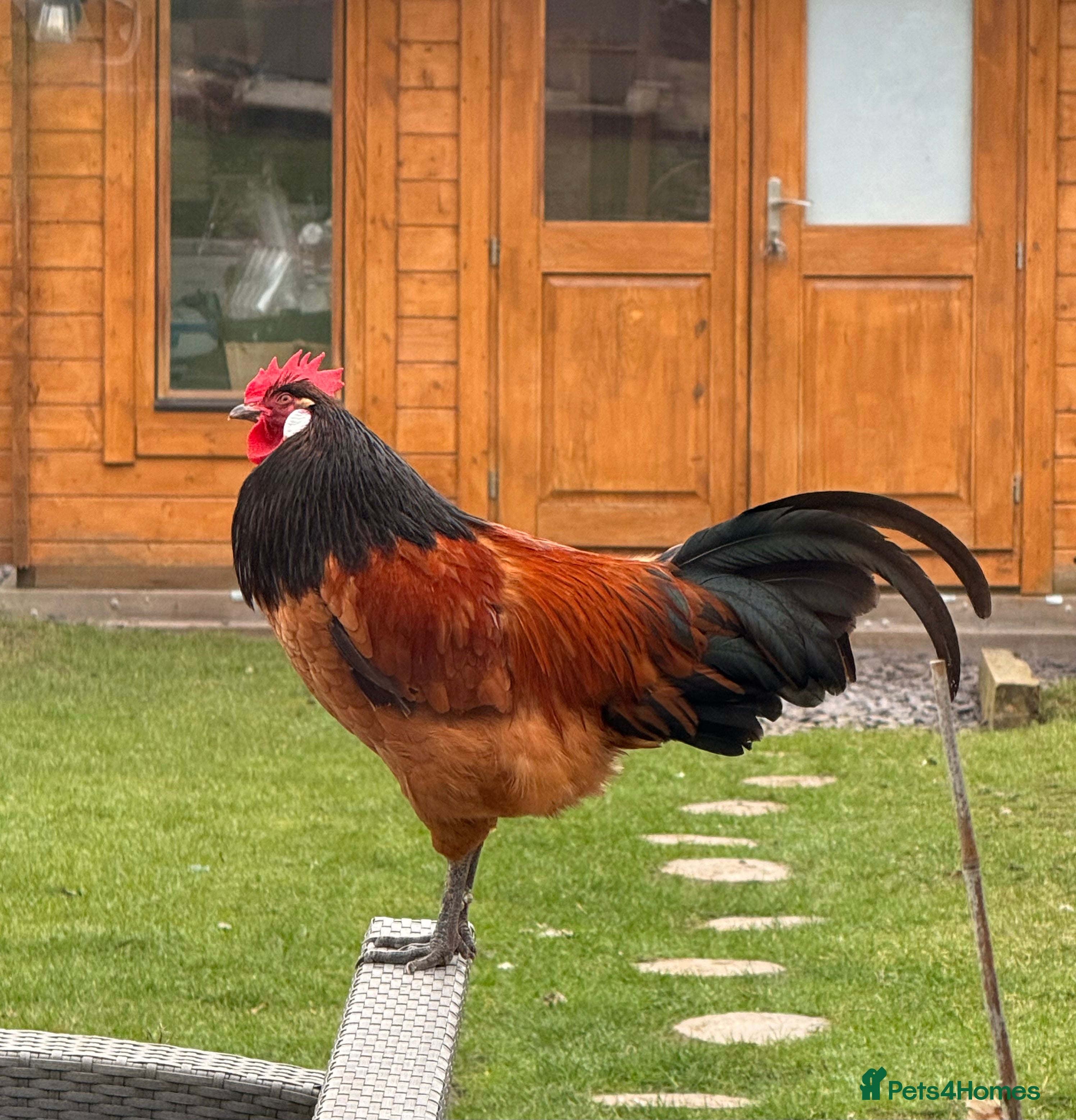 Chickens poultry Vorwerk cockerel  - Advert 1