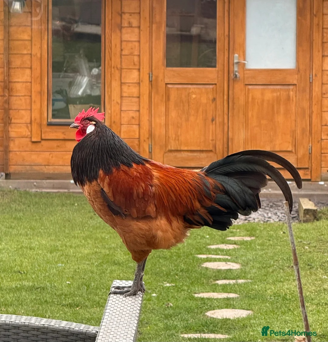 Chickens poultry for sale: Vorwerk cockerel  - Advert 1