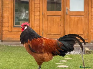 Chickens poultry Vorwerk cockerel - Advert 1
